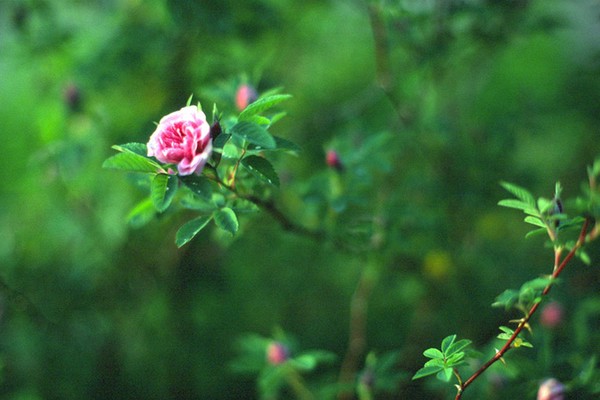 Plants